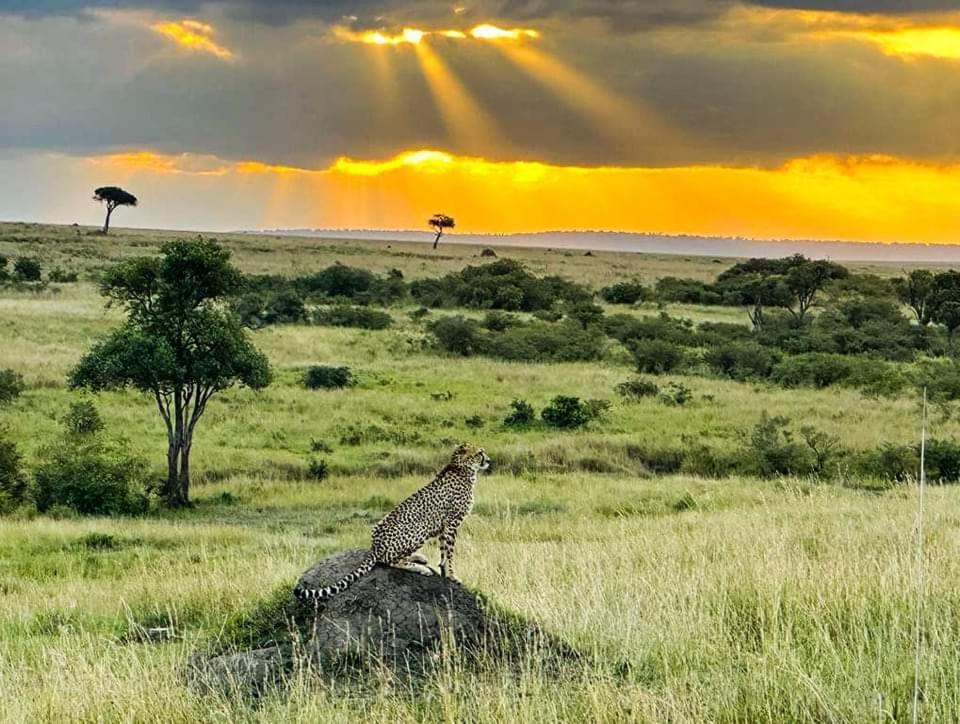 Leruk maasai safari camp Hotel Sekenani Bagian luar foto