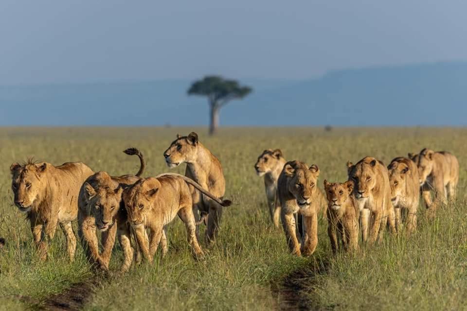 Leruk maasai safari camp Hotel Sekenani Bagian luar foto