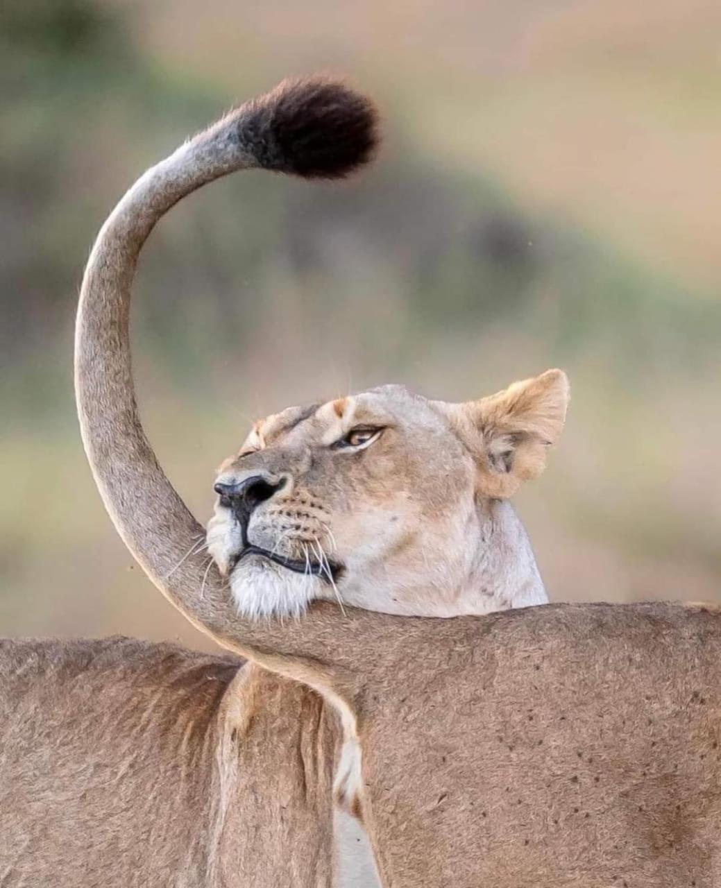 Leruk maasai safari camp Hotel Sekenani Bagian luar foto