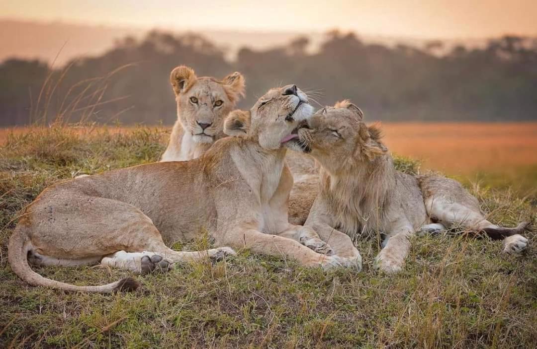 Leruk maasai safari camp Hotel Sekenani Bagian luar foto