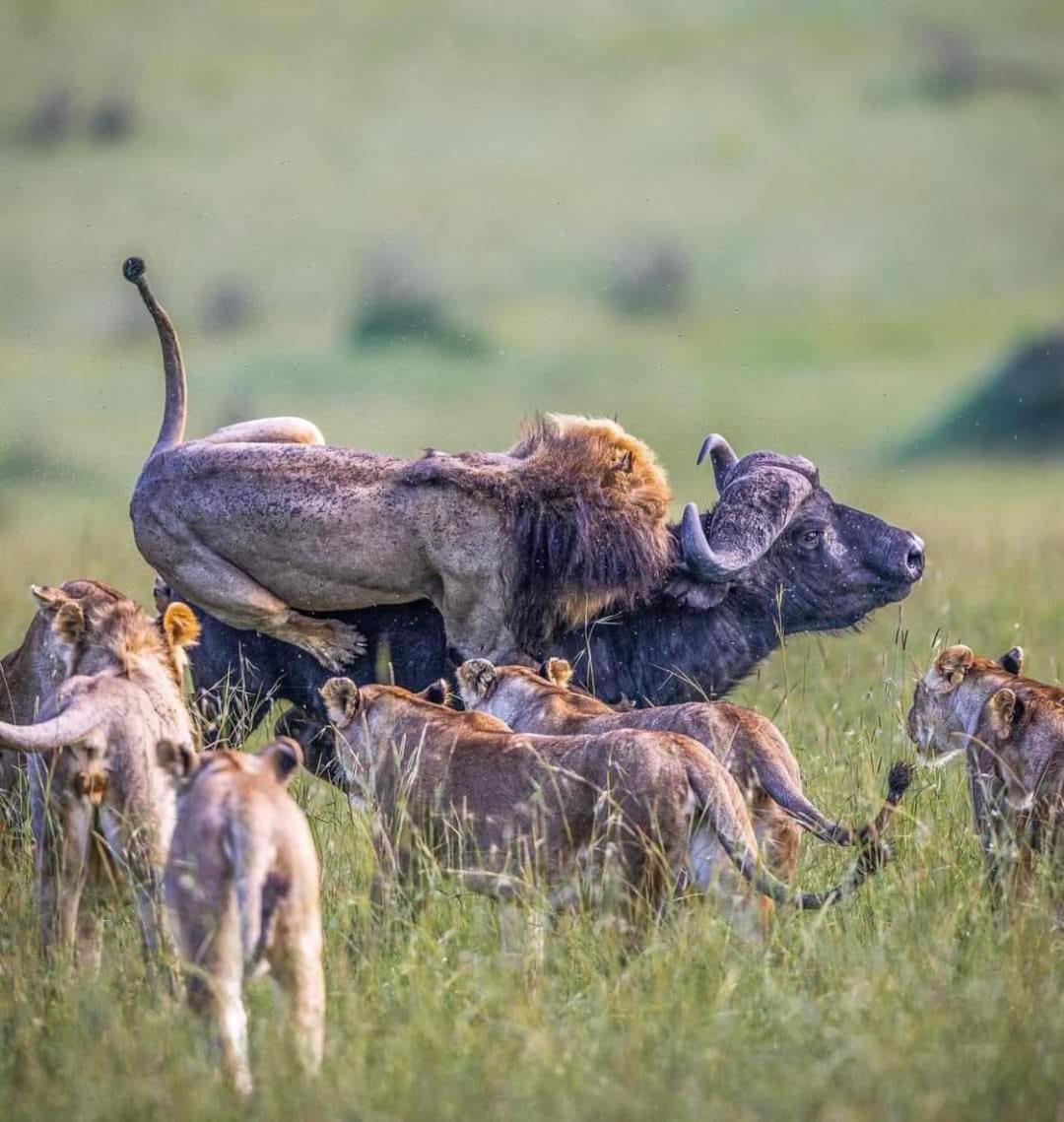 Leruk maasai safari camp Hotel Sekenani Bagian luar foto