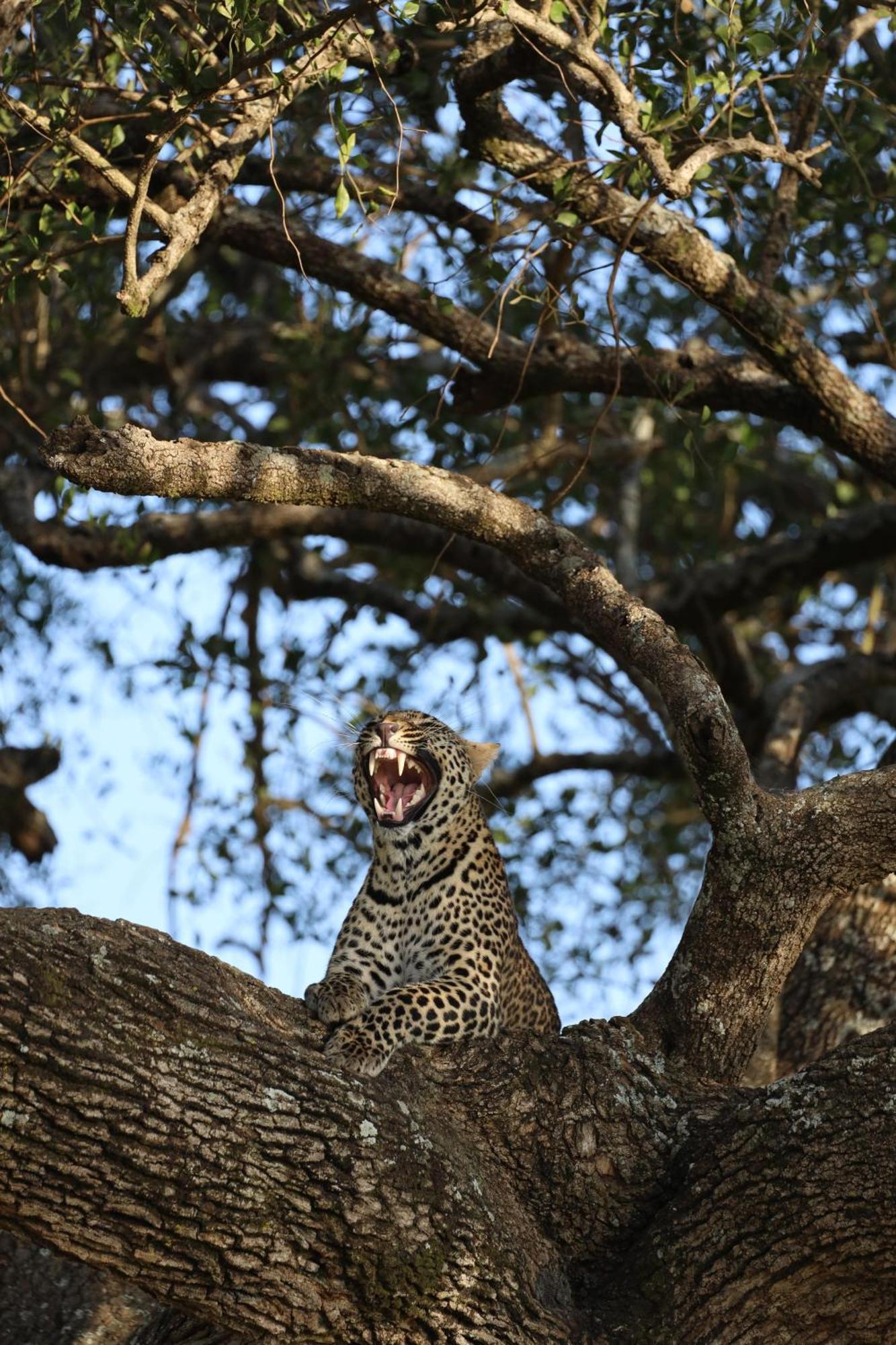 Leruk maasai safari camp Hotel Sekenani Bagian luar foto